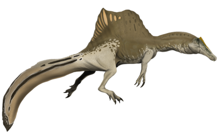 Spinosaurus Tail Wags the Dinosaur