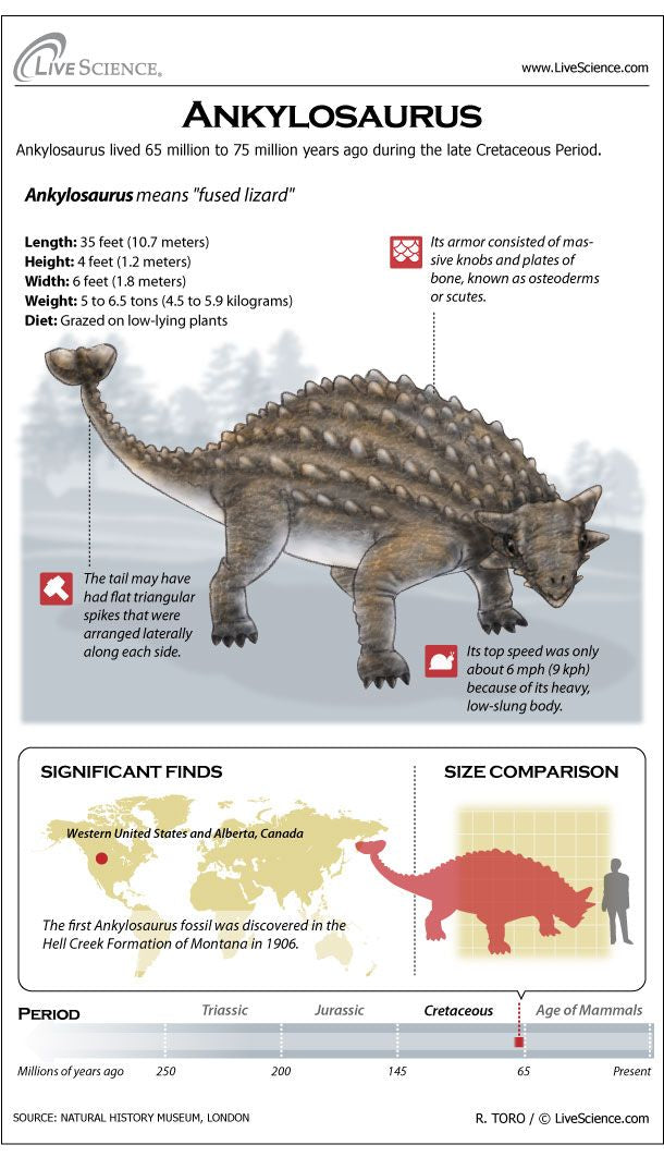 Falling for the Positively Medieval ‘Ankylosaurus’