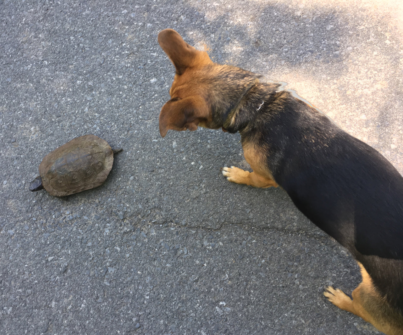 Snickers investigates a turtle, whose ancestors originated about 230 million years ago.